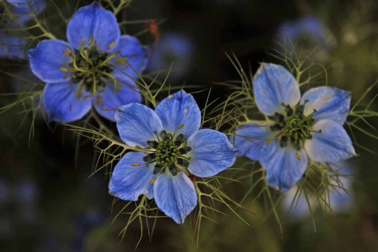 czarnuszka, tre, flora, pigen i grøn, om sommeren, blomstermotiver, kærlighed-in-a-tåge, natur, tæt på, vækst, botanisk, blomstrende, haven, korn, blå, kronblade, planter, dekorative, blomsterstand, trim, aroma, duftende, sort spidskommen, urt