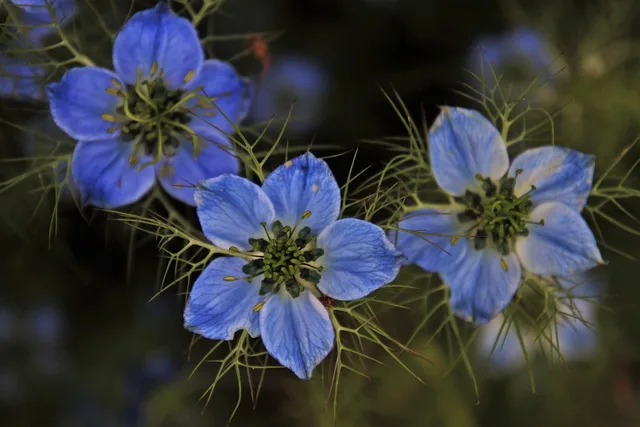 czarnuszka, tre, flora, pigen i grøn, om sommeren, blomstermotiver, kærlighed-in-a-tåge, natur, tæt på, vækst, botanisk, blomstrende, haven, korn, blå, kronblade, planter, dekorative, blomsterstand, trim, aroma, duftende, sort spidskommen, urt. Sådan sammenligner du bydele efter antal virksomheder med offentlige data
