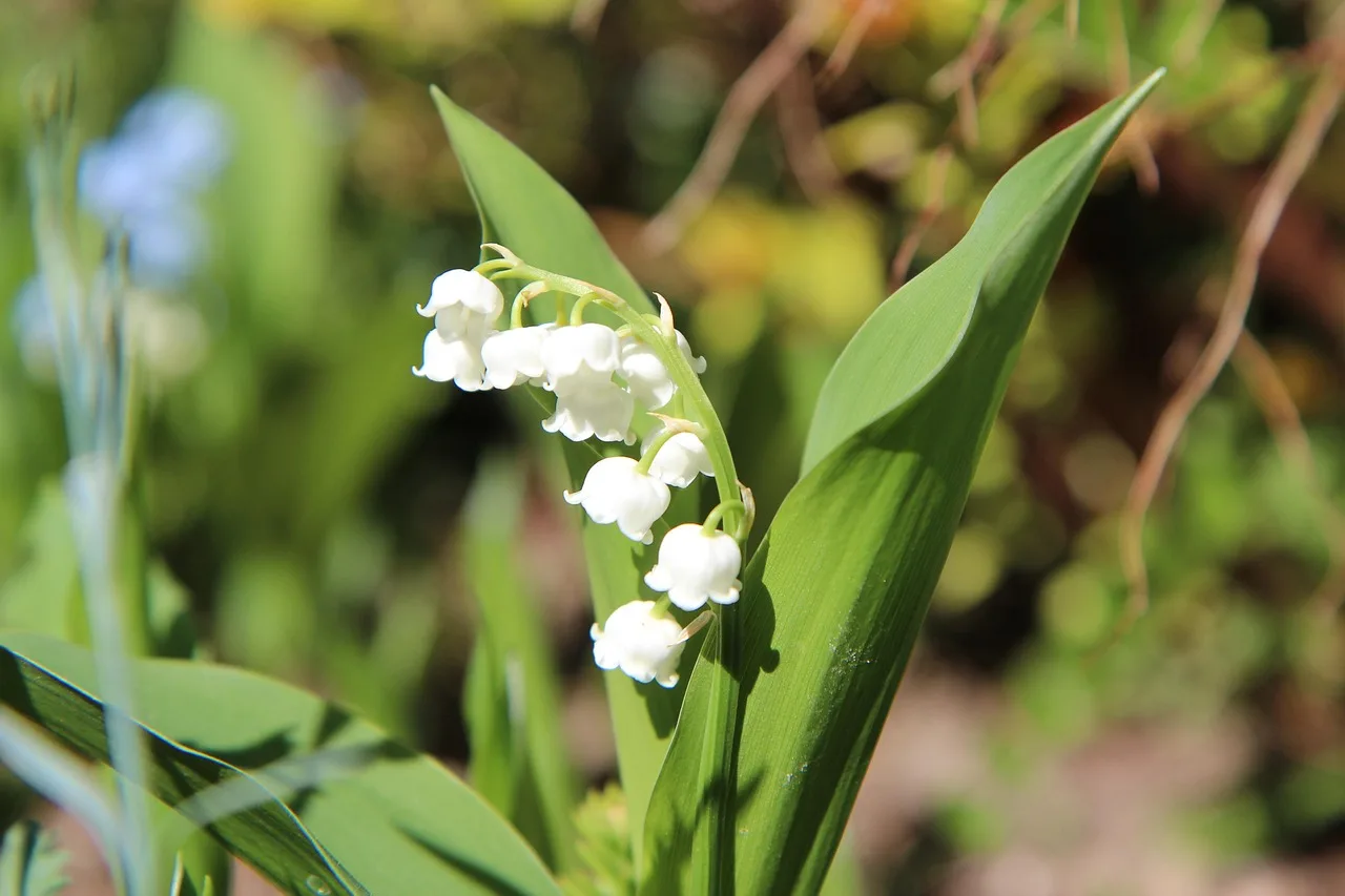 dalens lilje, lily of the valley hvid, trøske i fælles, parfume, lily of the valley, kan, duftende, natur, fjeder, blomstring