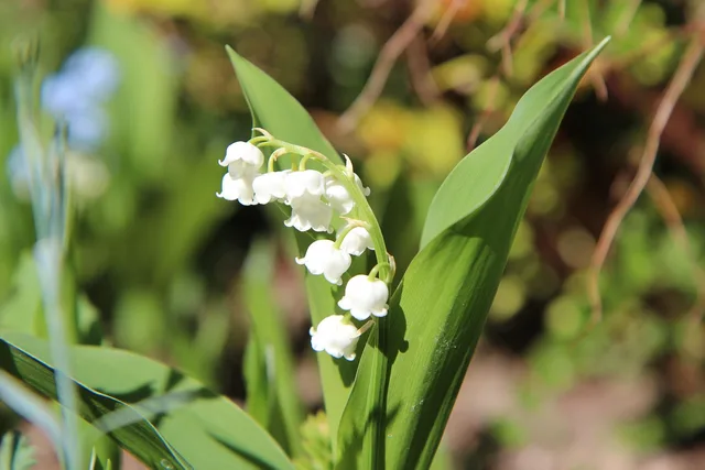 dalens lilje, lily of the valley hvid, trøske i fælles, parfume, lily of the valley, kan, duftende, natur, fjeder, blomstring. Sådan tjekker du åbningstider på en virksomheds hjemmeside og i registre